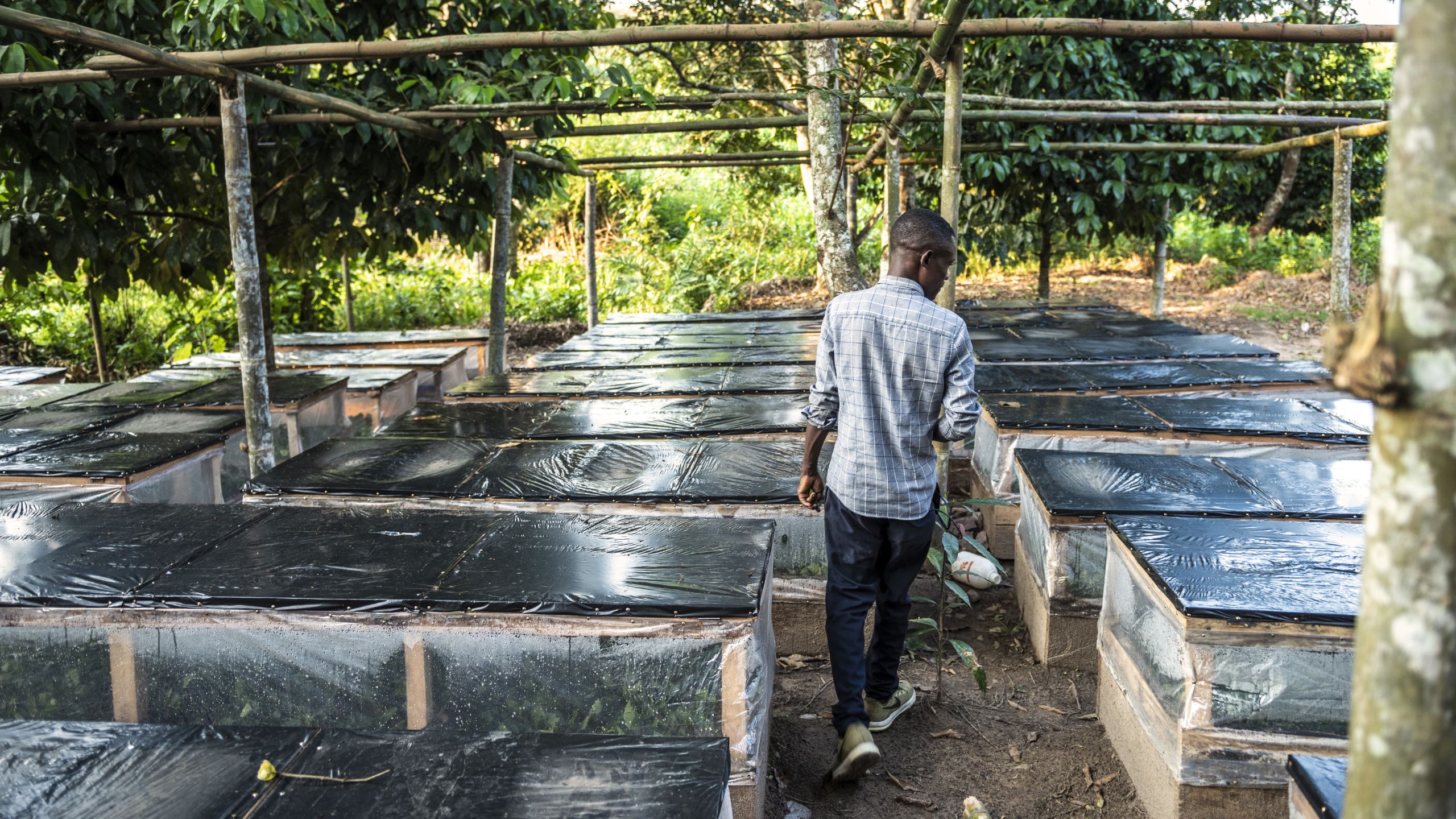Production nurseries for fumbwa. Photo: © UNDP DRC CO, SGP DRC.