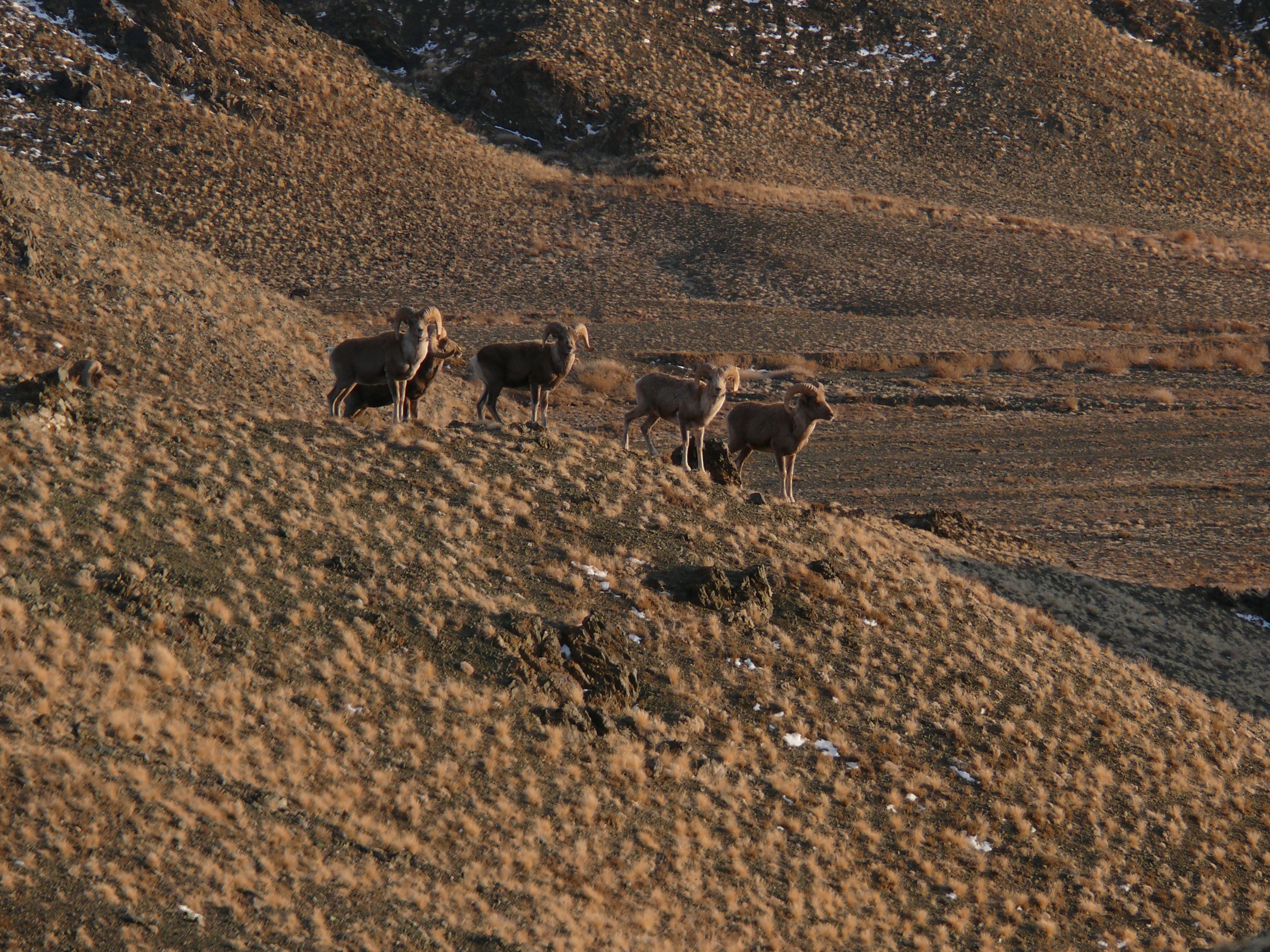 Mouton de montagne appelé argali, Mongolie. Photo : SLCF et SLT
